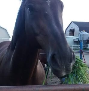 Meet your Posher, Carole